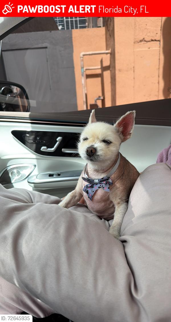 Lost Male Dog last seen Near NE 3 Rd Ave Florida city Fl 33034, Florida City, FL 33034