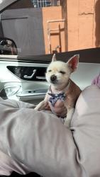 Lost Male Dog last seen Near NE 3 Rd Ave Florida city Fl 33034, Florida City, FL 33034