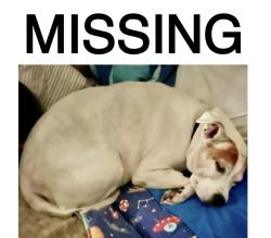 Lost Female Dog last seen Near canal blvd, New Orleans, LA 70124