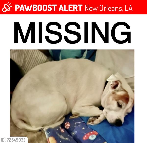 Lost Female Dog last seen Near canal blvd, New Orleans, LA 70124
