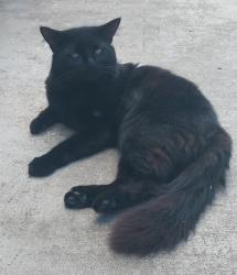 Found/Stray Female Cat last seen Near SW 93 Ave & SW 190 St. Whispering Pines area, Cutler Bay, FL 33157