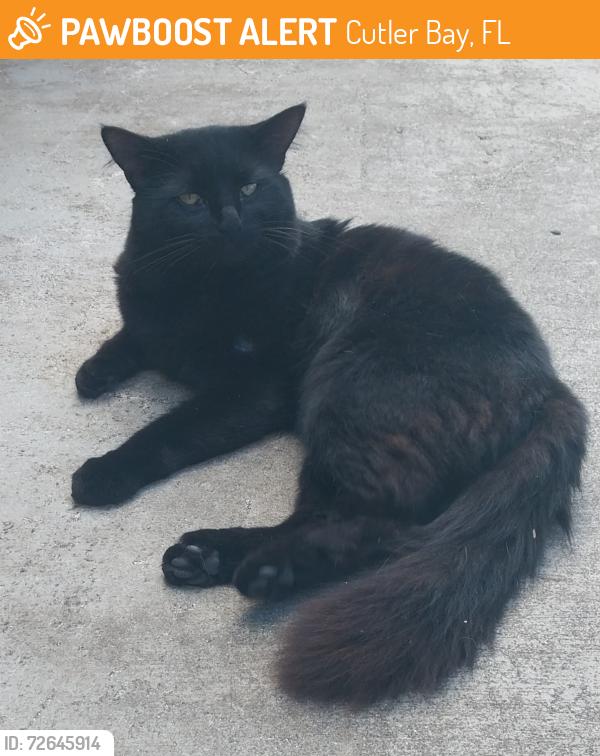 Found/Stray Female Cat last seen Near SW 93 Ave & SW 190 St. Whispering Pines area, Cutler Bay, FL 33157