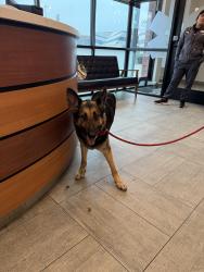 Found/Stray Female Dog last seen Found running loose on Highway 59 near Cavalcade, Houston, TX 77026
