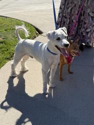 Found/Stray Male Dog last seen Aneta St Del Rey, Los Angeles, CA 90230