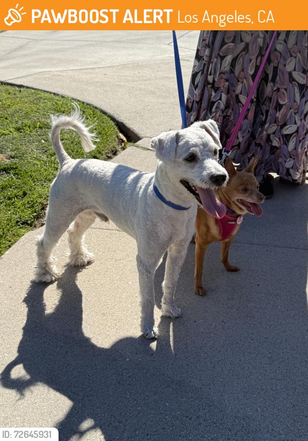 Found/Stray Male Dog last seen Aneta St Del Rey, Los Angeles, CA 90230