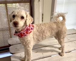Found/Stray Female Dog last seen Near Pecan Blvd, McAllen, TX, McAllen, TX 78501