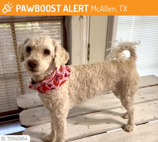 Found/Stray Female Dog last seen Near Pecan Blvd, McAllen, TX, McAllen, TX 78501
