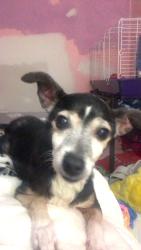 Lost Female Dog last seen cavalier dr and empire dr by moorse mill road, Moores Mill, AL 35759