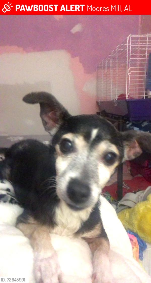 Lost Female Dog last seen cavalier dr and empire dr by moorse mill road, Moores Mill, AL 35759
