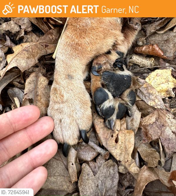 Found/Stray Male Dog last seen White Oak Rd/Bryan Rd, Garner, NC 27529