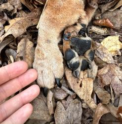 Found/Stray Male Dog last seen White Oak Rd/Bryan Rd, Garner, NC 27529