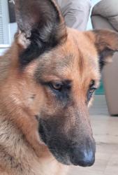Found/Stray Male Dog last seen Oakland Park and A1A, Fort Lauderdale, FL 33306