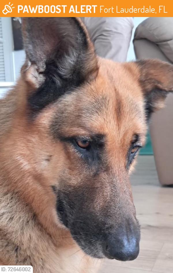 Found/Stray Male Dog last seen Oakland Park and A1A, Fort Lauderdale, FL 33306