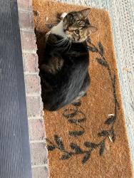 Found/Stray Unknown Cat last seen Near E 2750 N North Ogden, North Ogden, UT 84414