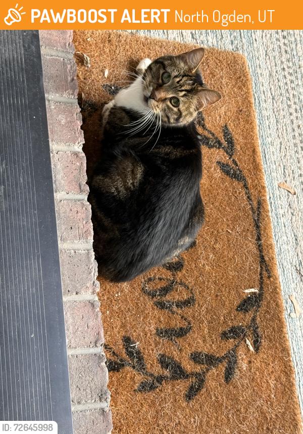 Found/Stray Unknown Cat last seen Near E 2750 N North Ogden, North Ogden, UT 84414