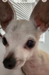 Lost Male Dog last seen Near nw 177th street , Miami Gardens, FL 33055