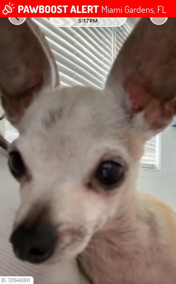 Lost Male Dog last seen Near nw 177th street , Miami Gardens, FL 33055