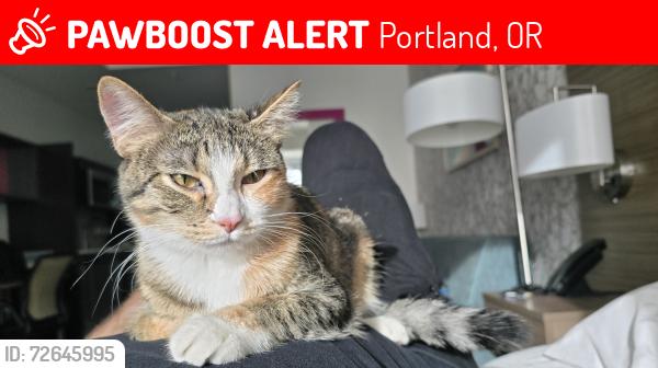 Lost Female Cat last seen . She opened the door and got out., Portland, OR 97202