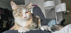 Lost Female Cat last seen . She opened the door and got out., Portland, OR 97202