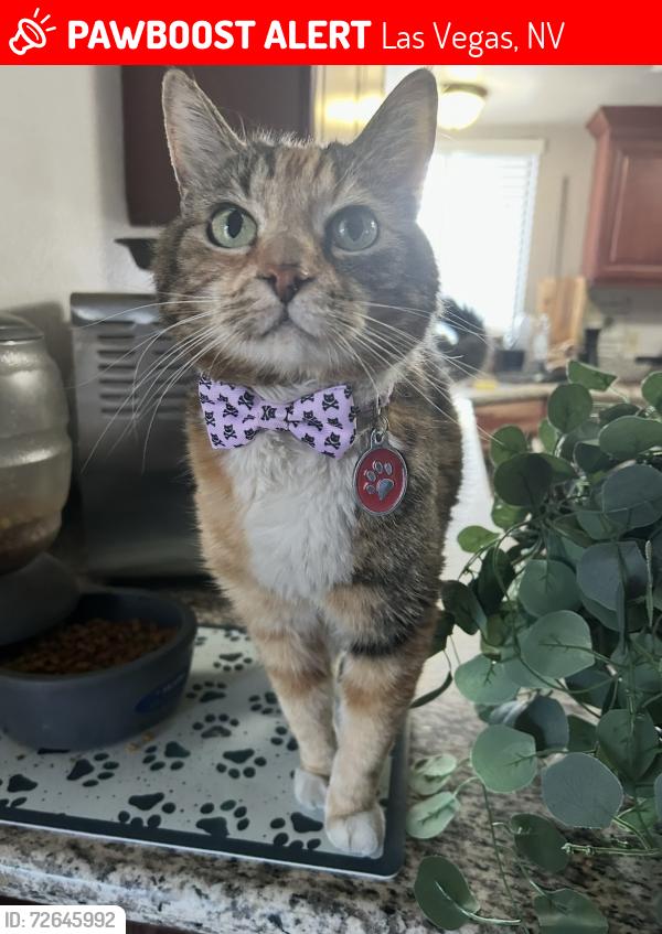 Lost Female Cat last seen Oakey and Decatur , Las Vegas, NV 89102