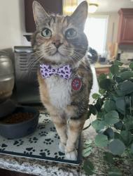 Lost Female Cat last seen Oakey and Decatur , Las Vegas, NV 89102