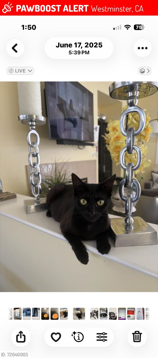 Lost Female Cat last seen Goldenwest at Westminster st , Westminster, CA 92683