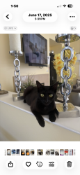 Lost Female Cat last seen Goldenwest at Westminster st , Westminster, CA 92683