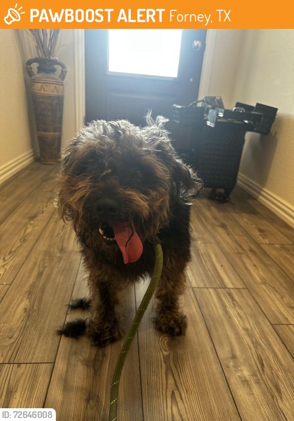 Found/Stray Male Dog last seen Forney tx, Forney, TX 75126
