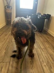 Found/Stray Male Dog last seen Forney tx, Forney, TX 75126
