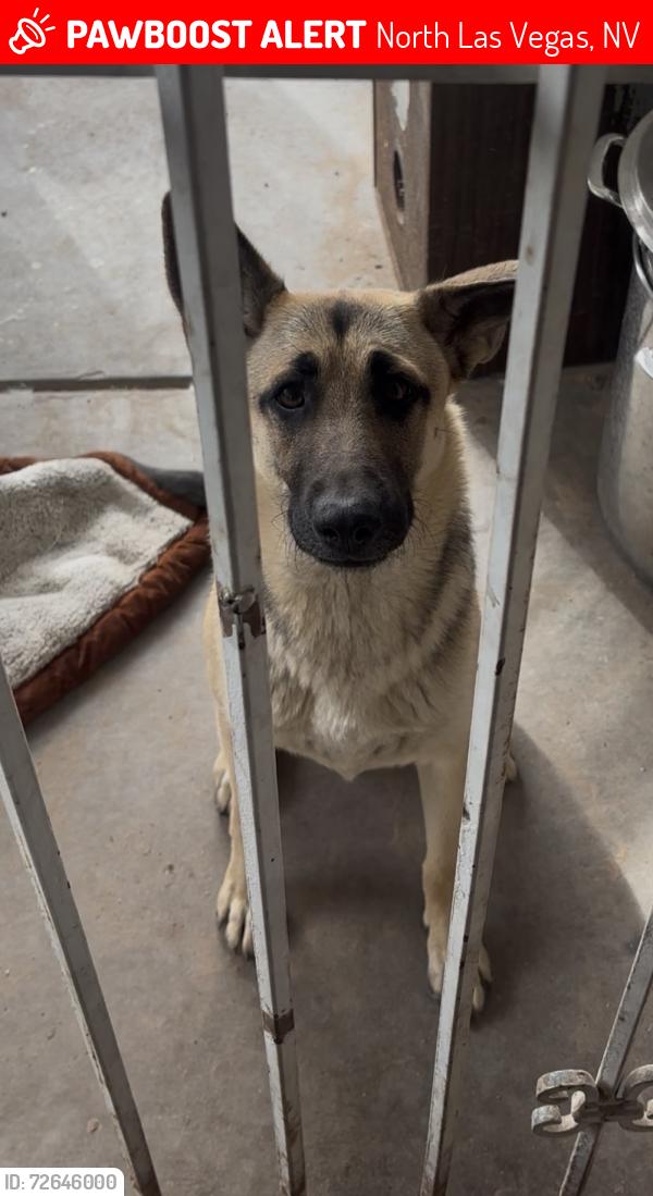 Lost Female Dog last seen Lake Mead and Civic Center, 89030, North Las Vegas, NV 89030