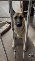 Lost Female Dog last seen Lake Mead and Civic Center, 89030, North Las Vegas, NV 89030