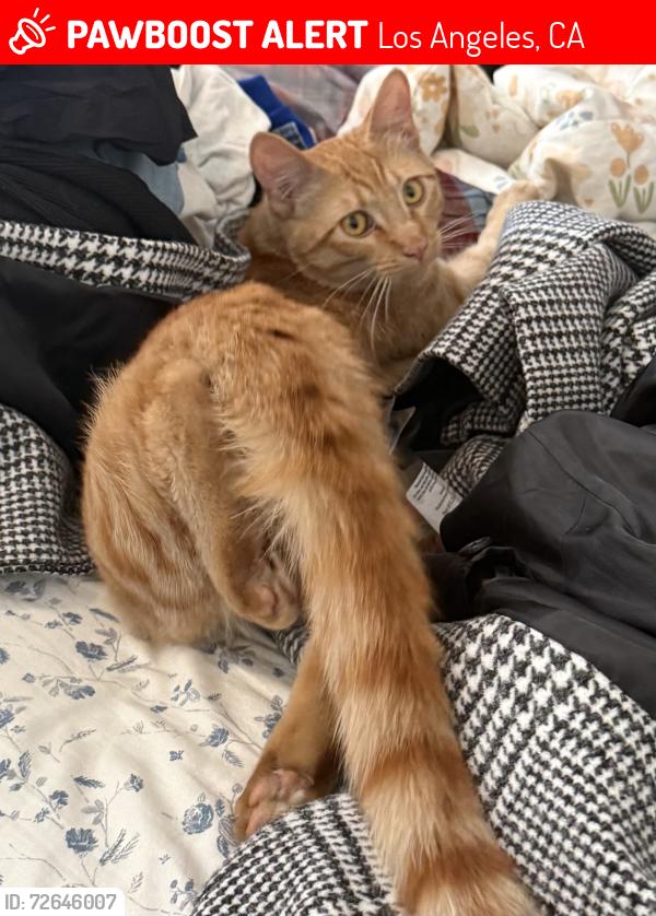 Lost Female Cat last seen 41st st and San Pedro , Los Angeles, CA 90011
