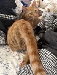 Lost Female Cat last seen 41st st and San Pedro , Los Angeles, CA 90011