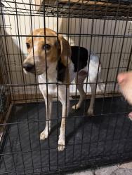 Found/Stray Male Dog last seen Penny road & zacks mill road, Johnston County, NC 27501