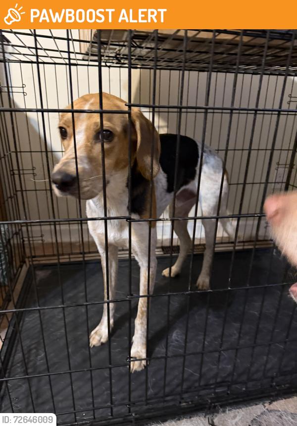 Found/Stray Male Dog last seen Penny road & zacks mill road, Johnston County, NC 27501