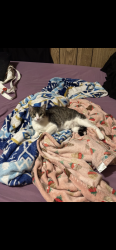 Lost Female Cat last seen sensia dr sage dr , San Antonio, TX 78228
