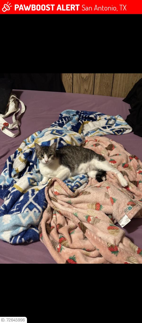 Lost Female Cat last seen sensia dr sage dr , San Antonio, TX 78228
