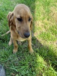 Found/Stray Male Dog last seen state hwy 6 and Hwy 22, Meridian, TX 76665