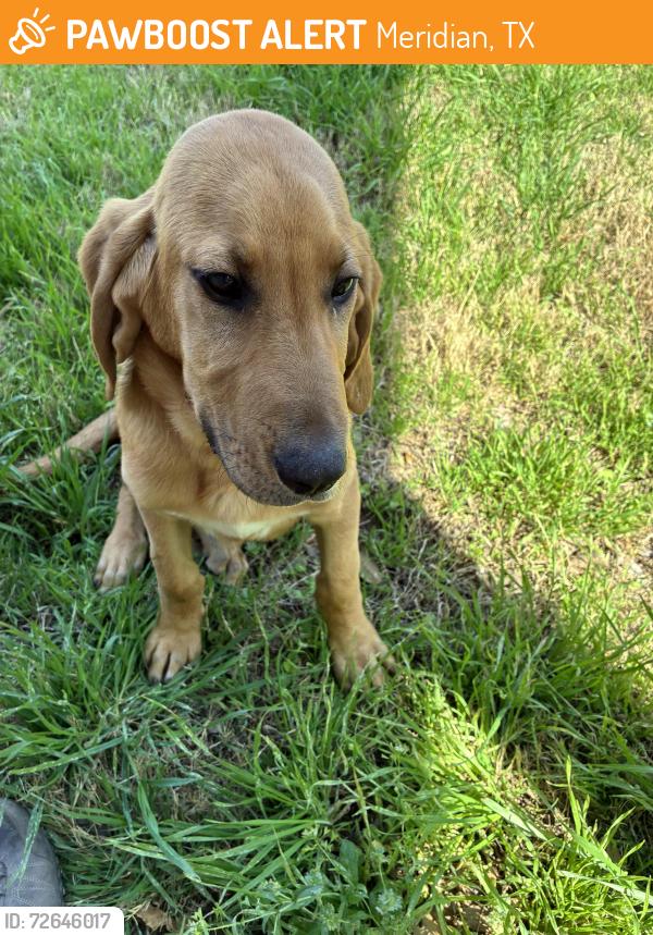 Found/Stray Male Dog last seen state hwy 6 and Hwy 22, Meridian, TX 76665