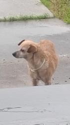 Found/Stray Female Dog last seen hse, San Antonio, TX 78225
