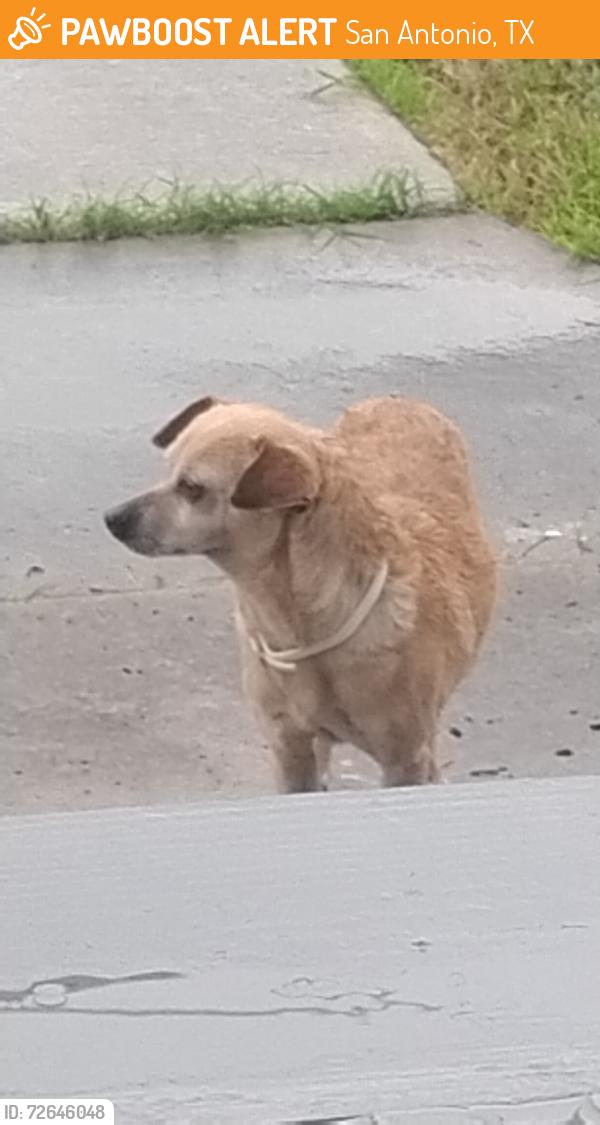 Found/Stray Female Dog last seen hse, San Antonio, TX 78225