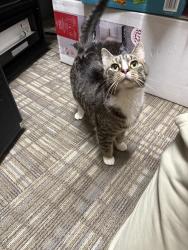 Found/Stray Female Cat last seen ECU White Hall, Greenville, NC 27858