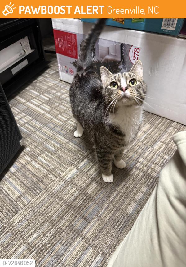 Found/Stray Female Cat last seen ECU White Hall, Greenville, NC 27858