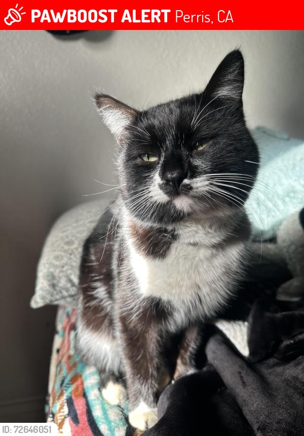 Lost Male Cat last seen Day st Perris CA, Perris, CA 92570