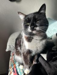 Lost Male Cat last seen Day st Perris CA, Perris, CA 92570
