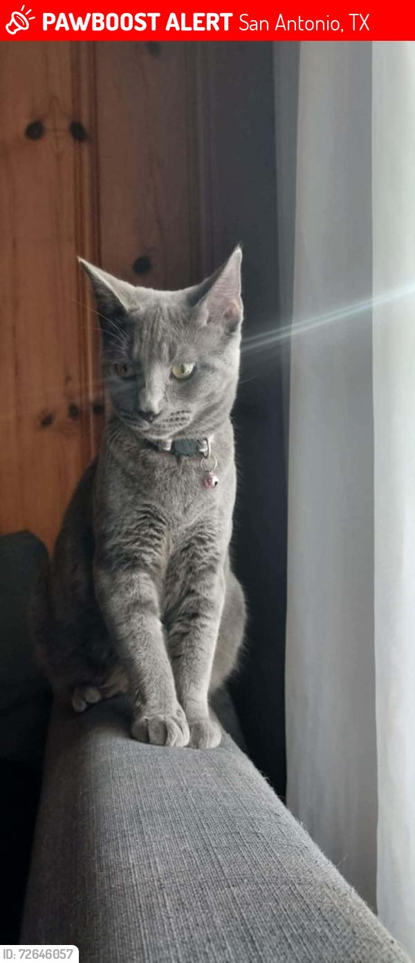 Lost Female Cat last seen Gevers and Glamis, San Antonio, TX 78223
