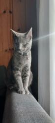 Lost Female Cat last seen Gevers and Glamis, San Antonio, TX 78223