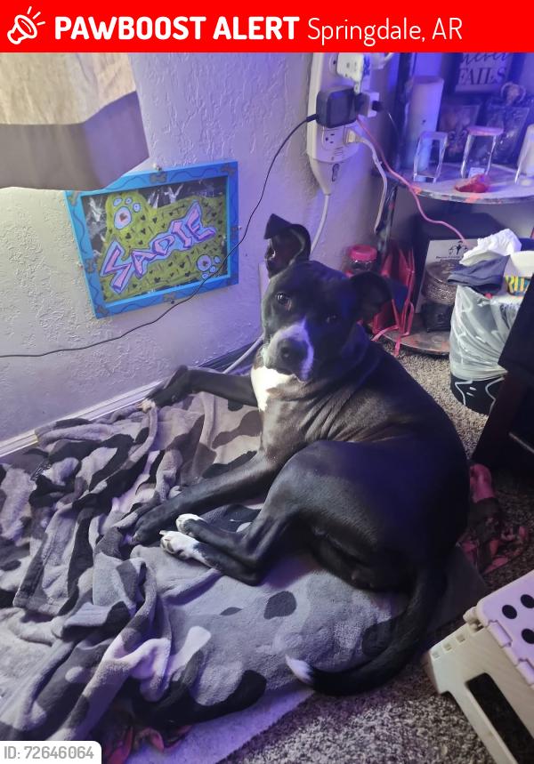 Lost Female Dog last seen Springdale, Springdale, AR 72764