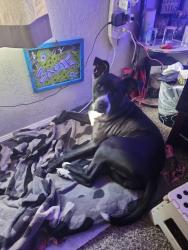 Lost Female Dog last seen Springdale, Springdale, AR 72764