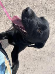 Found/Stray Male Dog last seen north massingale vally rd & massingale rd, Casas Adobes, AZ 85741